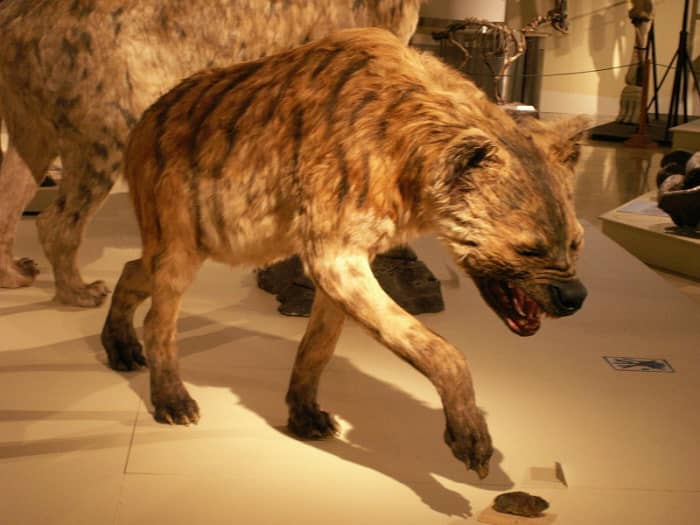 The giant or short-faced hyena (Pachycrocuta) followed humans and walked out of Africa some 2 million years ago.
