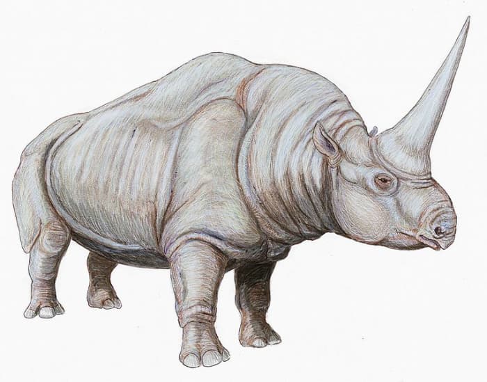 Elasmotherium possessed a horn unlike any other rhino, it grew out of the top of skull, rather than the tip of the nose.