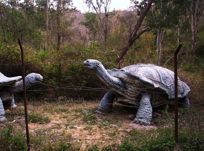 A reconstruction of the largest tortoise of all time, Colossochelys- which literally means 'colossal shell'.