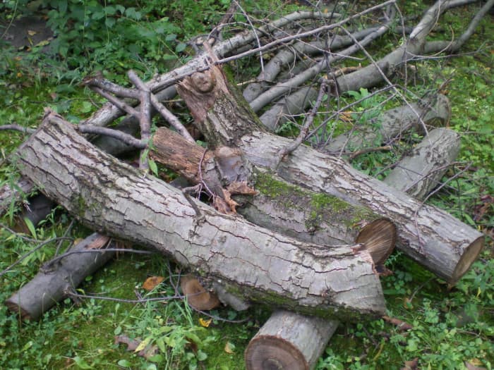 A large tree branch came down in a late spring snowstorm. I used that for my base framework.