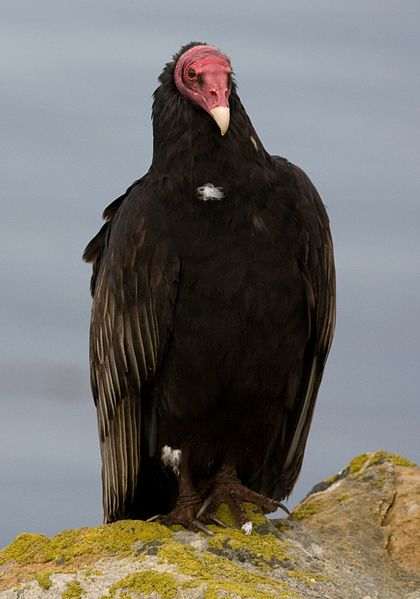 The American Turkey Vulture. One of the New World Vultures.