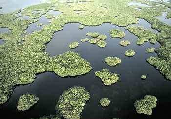 The Everglades is a river over 60 miles wide. The river is full of islands, forest and swamps and home to dozens of bird species.