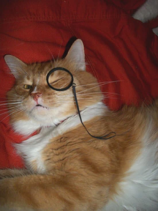 Irritated orange cat wearing a monocle. While Rupert was a very good sport, he didn't feel like opening his eye. He later killed the monocle and he and his sister played with it all afternoon.