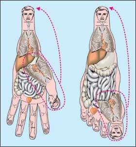 Main correspondence system sujok therapy