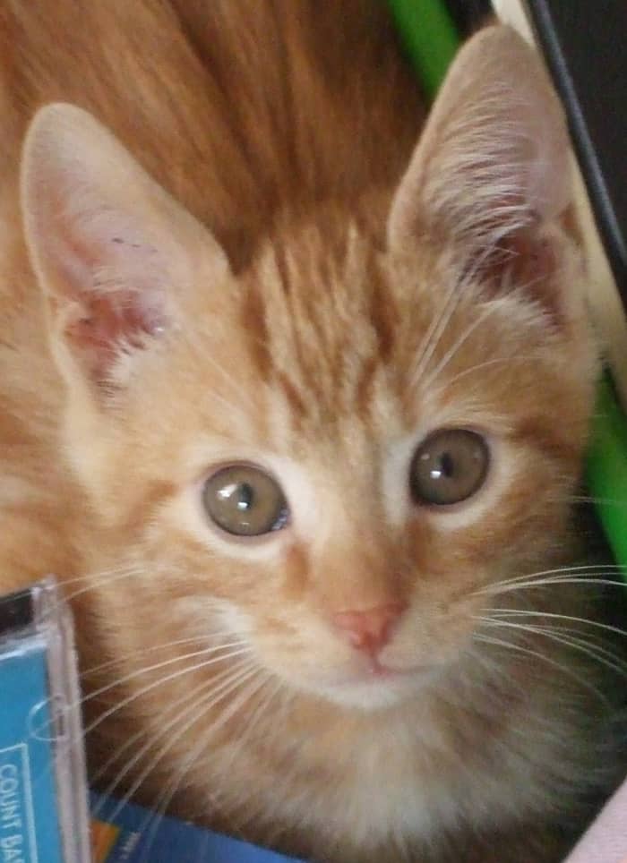 A wonderful kitten will start experimenting with his teeth, testing them on all sorts of things!