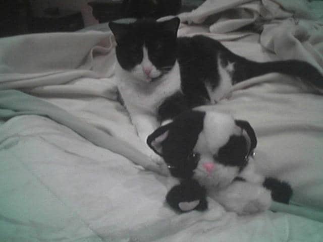 Overtime your recorded brain images connect to form patterns. You learn concepts and terms through pattern recognition. Which is the real cat?