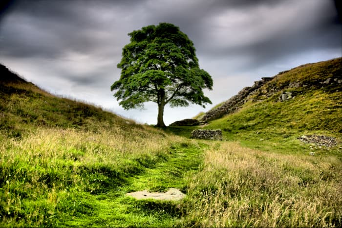 Anyone who's seen the Kevin Costner 'Robin Hood' will recognise this view, even if they didn't know where it was. It's Sycamore Gap, a break in the hill near the wall, not far east of Craig Lough and north of Vindolanda