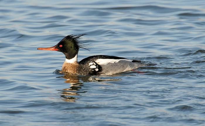 The adult male has a dark green head and reddish brown breast and neck. The double crest and darker colouring distinguish it from the goosander.