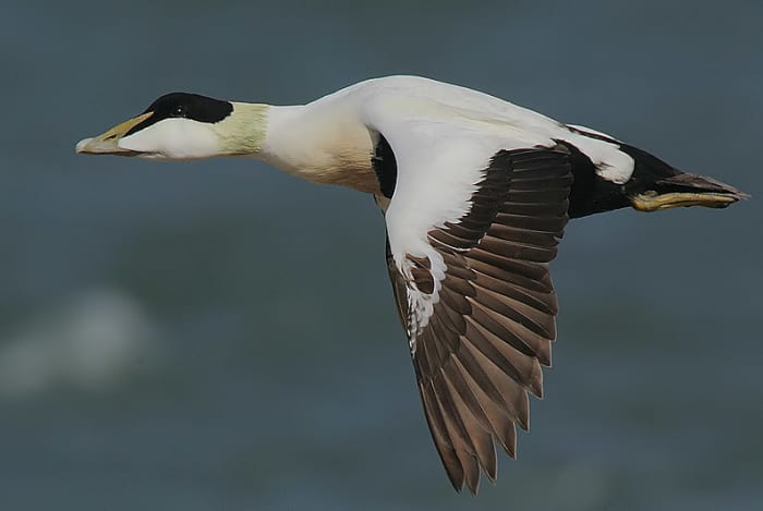 In flight, the drake shows his black rump tail and flight feathers, with the rest of the body white.