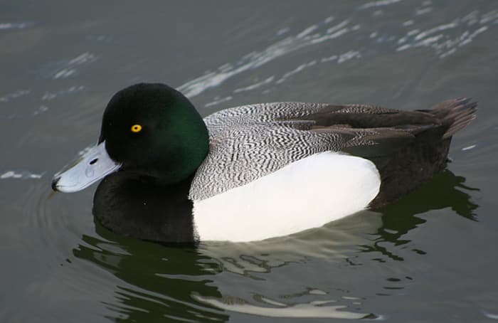 The male has a blackish head and breast, with white underparts and a grey bill like the tufted duck , but is distinguished by a pale grey back and the lack of a crest.
