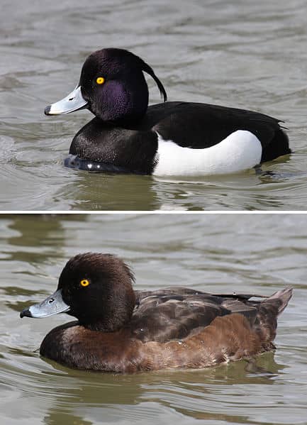 The drake (above) can be recognised by his snow white flanks and white bar on the upper side of the wing. The head shows purplish gloss. The duck (below) is dull brown and has no tuft.
