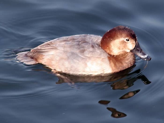The duck is dull brown with pale face markings and light streaks on her backs and flanks.