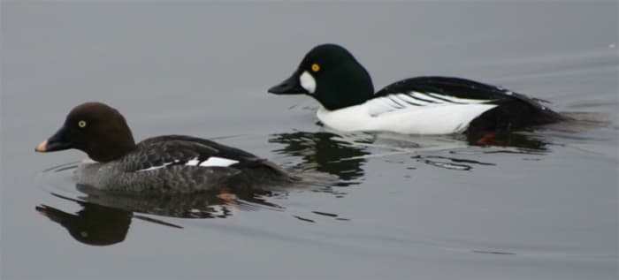 The drake (right) has a black and white plumage, while the duck (left) has a brown and white plumage.