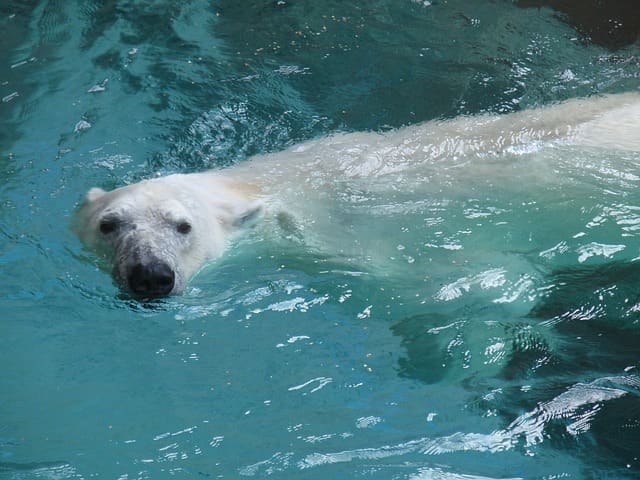 The fur of a polar bear made wet by the water. What color does it appear to be when the polar bear is under water?