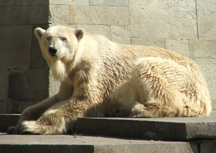 Polar bear with what appears to be yellowish fur, or is it?