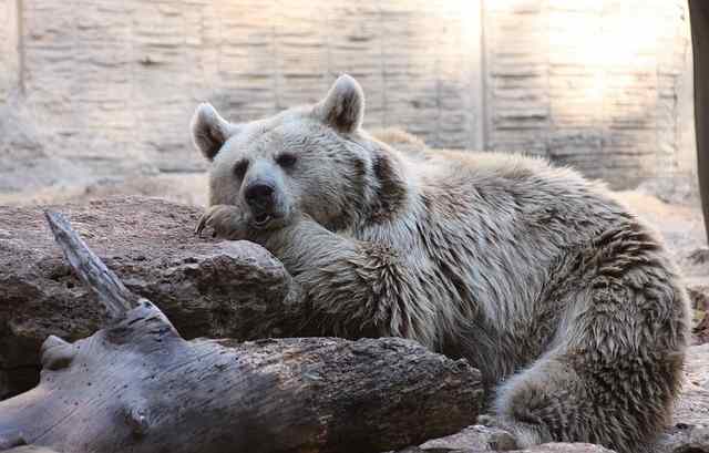 What Color is a Polar Bear's Fur? - HubPages