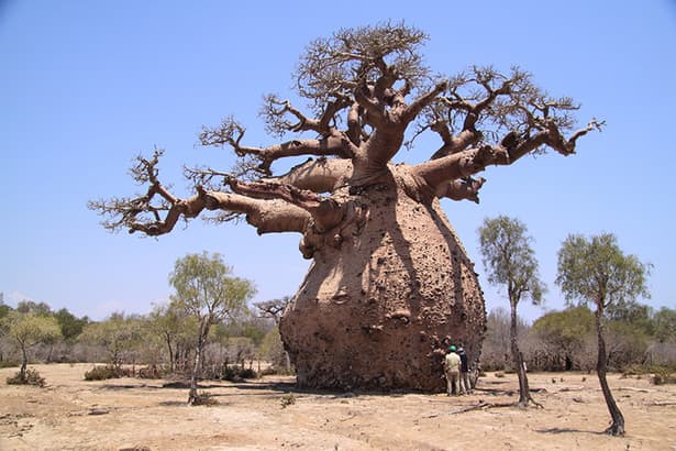 A pregnant baobab tree? No. There's no baby trees inside, Baobab trees stores water to use for dry weathers.