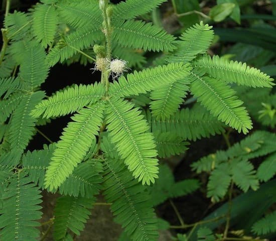 The "touch me not" plant as it closes whenever it was touched but opens again after some minutes.