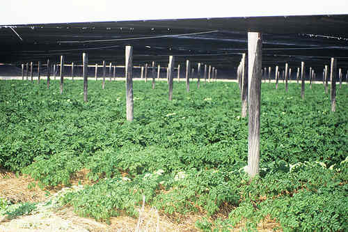 Ginseng Growing Operation