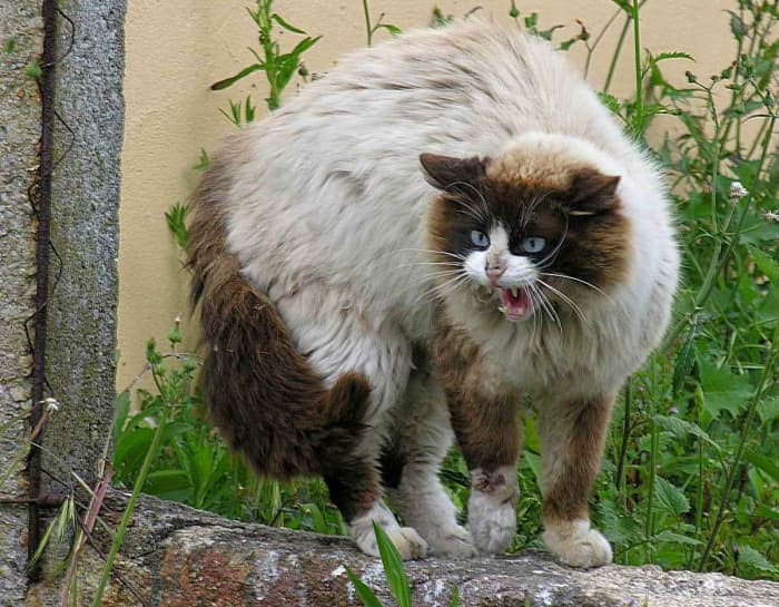 What is your cat trying to say to you?