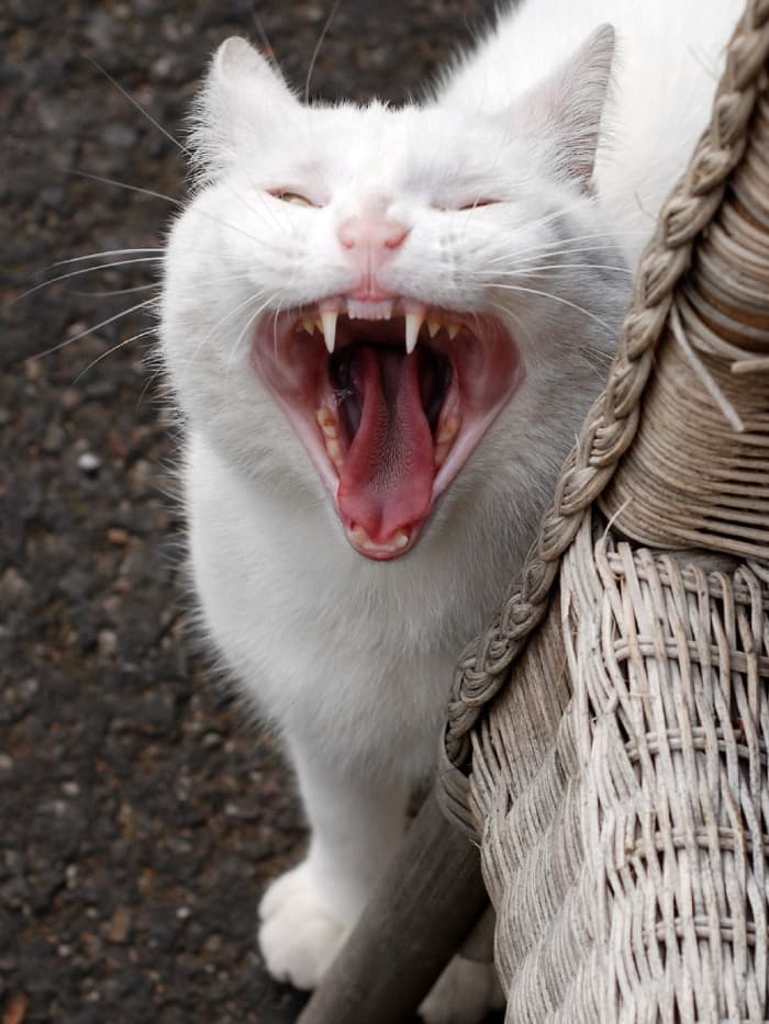 Cats bite for a variety of reasons