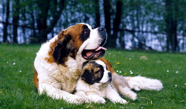 Known as the "saint" of dogs, this big guy is very patient, protective, and brave, making one of the best family dogs. He doesn't enjoy too much exercise at one time, but is very good with kids. The whole family will love him!
