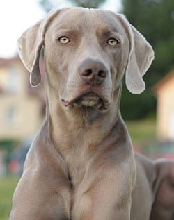 These are one of the most loyal dogs known. They must have a big yard so they can exercise. They are very gentle & loving. They are also very protective of the owner and family. And very kid friendly.