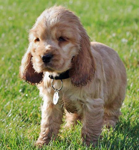 This little guy is happy hanging around the house or running around outside. Kids love to enjoy the outdoors and then go inside and lay with this pup. He is easily trained and very gentle!