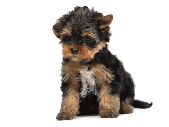 This little pup originated in England. They are lovable lap dogs, but very curious and energetic! Good pups for apartment homes. They love warm weather! If you want a cuddle buddy, this one is for you.