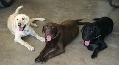 These dogs are very energetic. They work hard, but play a lot harder! They can be trained to be very calm, family dogs. One of the most loyal companions out there! They need their exercise, so playing with the kids wont be a hard task at all!