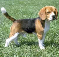 In the 14th century, beagles were often used to help hunters.This dog is such a lovable and laid back pup, but energetic when need be! Whether it be animals or humans, he needs companionship. True definition of 'a mans bestfriend.'
