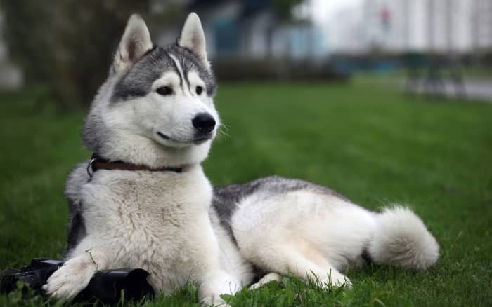 These dogs were developed about half a million years ago in Siberia. They are very loyal companions. Today, these huskies are wonderful sled dogs, but make amazing family watch dogs as well. They are very lovable. And, they love playing with kids!