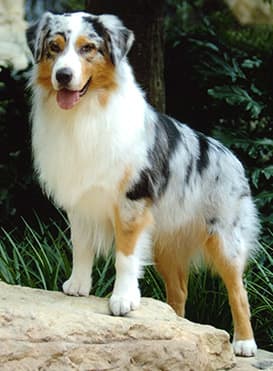 These are loyal, energetic family dogs. Excellent watch dogs. These dogs are the type that can't wait for those BBQ gatherings! Very fast learners as well.