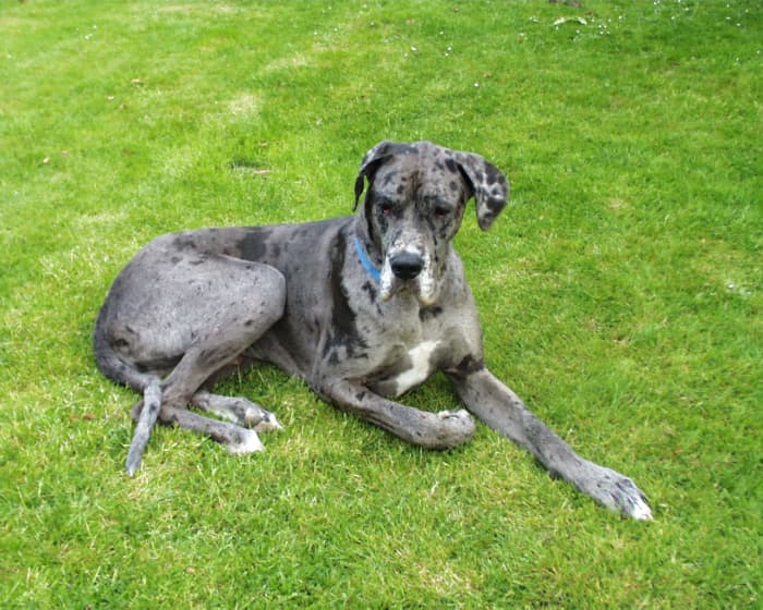 These giant dogs are known as a "gentle giant" They have big bodies, but even bigger hearts. They love playing with kids, or being by their owners' side. Better to own with a big yard so they can get their exercise.