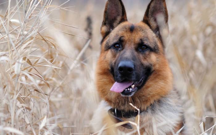 Being one of the best and loyal dogs, you can never go wrong with this guy. He is trustworthy, very family friendly, and energetic. Guard dog or lap dog, This lovable guy will always be by your side.