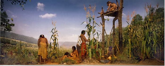 Photograph of a diorama in the NY State Museum that depicts an Iroquois family tending their three sisters garden of beans, corn and squash.