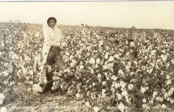 Growing cotton requires a hot sunny climate, lots of water and pesticides