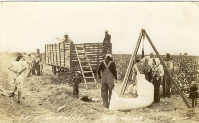 Sacks were weighed, credited to the picker and loaded into wagons for ginning.