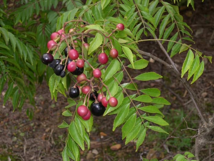 The leaves of the plant are used