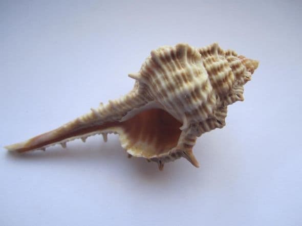 Identifying Seashells from a Beachcombing Collection - HubPages