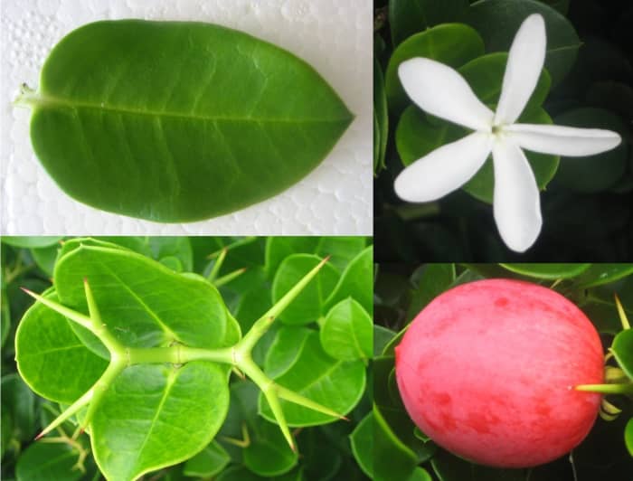 from clockwise; flower, fruit, spines and leaf