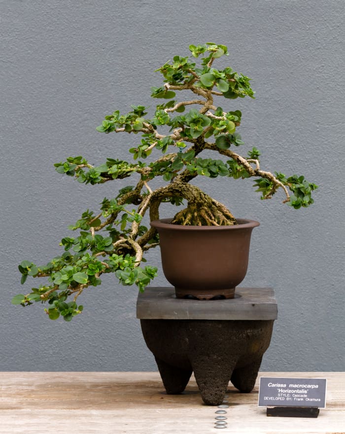 A beautiful Bonsai Natal plum