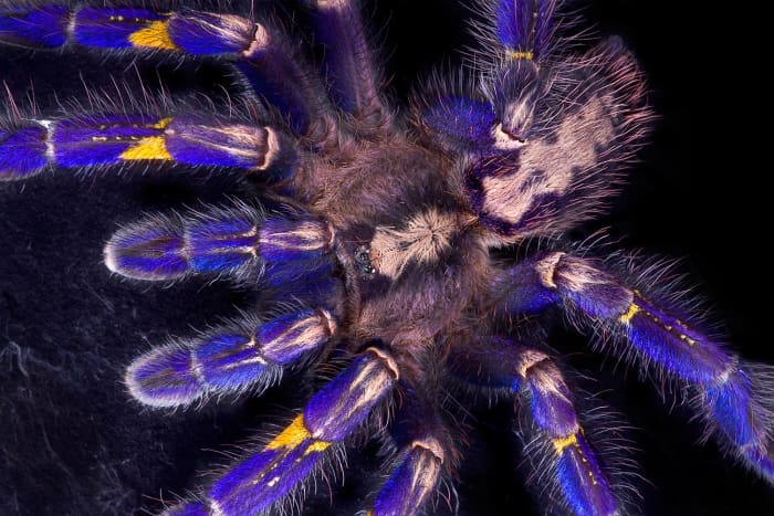 They aren't called "ornamentals" for nothing! Look, but don't touch, is the general rule when dealing with these spiders.