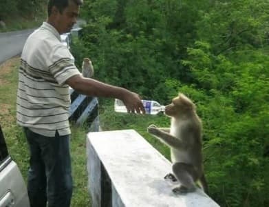 Helping a monkey with some drinking water, but the authority and environmentalists are against this practice.