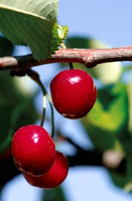 there are two types of cherries, sweet cherries or sour cherries and both have health and beauty benefits.