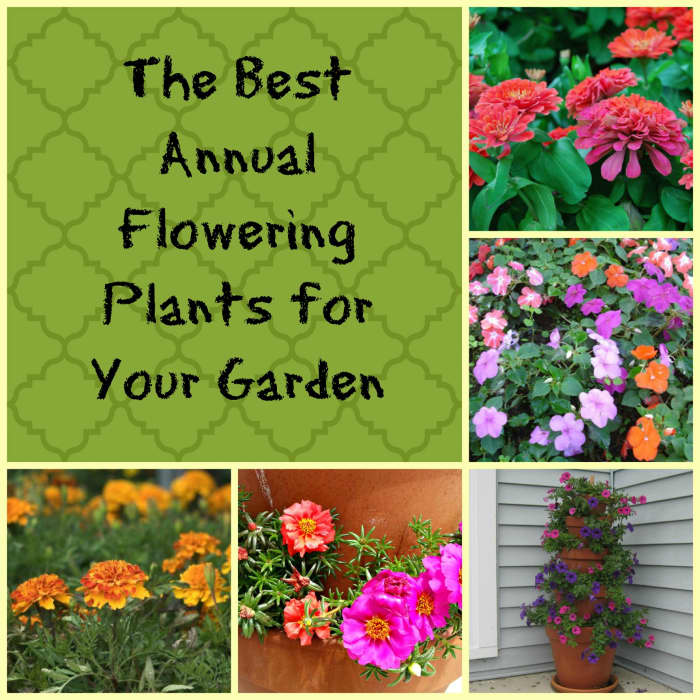 The Best Annual Flowering Plants for Your Garden - HubPages