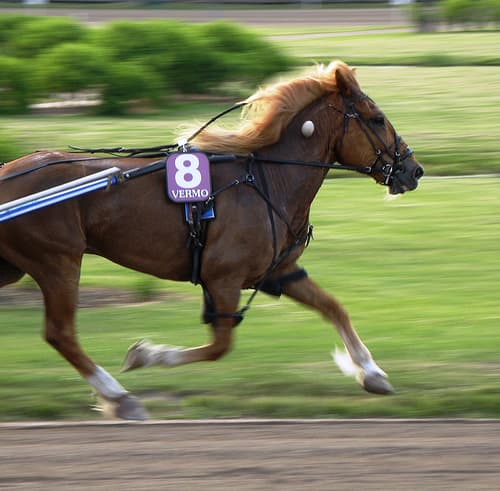 During the warm-ups, watch the horses as they pass by. You want a trotter whose front legs seem to form a circle as they run. A sound (healthy) horse will almost always form a natural circle when trotting at a slow pace.
