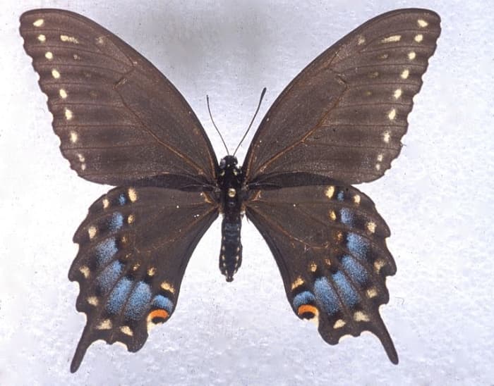 Ozark woodland swallowtails are common to the Missouri Ozarks and northern Arkansas. Pictured: a female of the species.