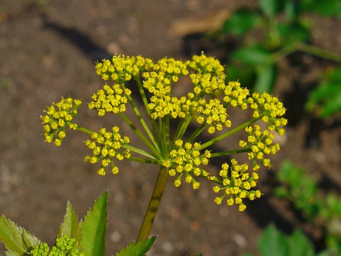 Golden alexanders blooms for about a month, from late spring to early summer. Caterpillars eat their leaves and flowers.