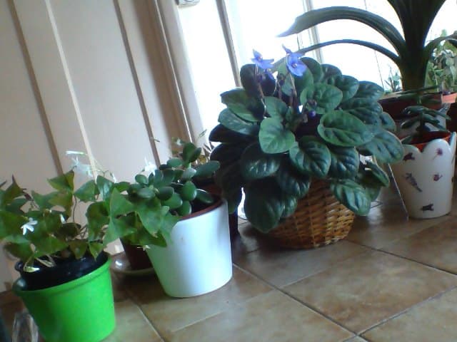 Flowering Green Oxalis, Young Money Tree Plant, African Violet with flowers coming out and Kaffir Lily